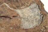 Nine Fossil Ginkgo Leaves From North Dakota - Paleocene #188743-4